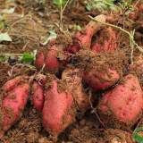 红薯的虫害有哪些？应当怎样防治？