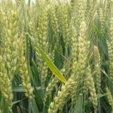 中国小麦种植区域划分及不同区域的种植条件