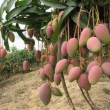 芒果种植与管理技术(2)