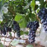葡萄种植的自然条件