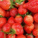 四季草莓种植技术