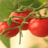 西红柿不定根的原因及防治