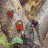 桃树流胶病的防治技术