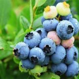 蓝莓种植条件