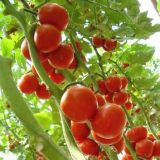 高产的西红柿种子有哪些？(2)
