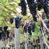 夏黑葡萄种植技术(2)