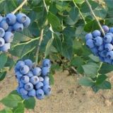 蓝莓土壤调酸技术