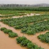 暴雨后蔬菜怎么管理