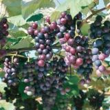 夏黑葡萄原产地是哪里？