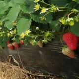 草莓歇秧原因及解决方法