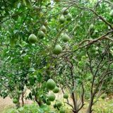 柚子树的栽培技术(3)