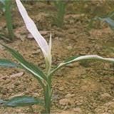 玉米白化苗原因及防治措施
