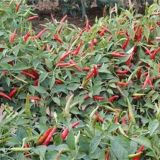朝天椒怎么种植？朝天椒的高产栽培技术