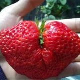 草莓异常果发生原因及防止措施