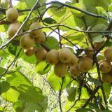 猕猴桃种植条件有哪些？