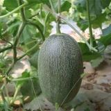 哈密瓜的种植条件