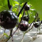 黑番茄是转基因的吗？