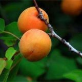 杏树裂果原因及防止措施