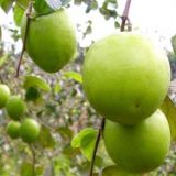 青枣高产种植技术