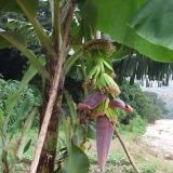 香蕉的栽培技术(2)