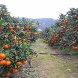 4月柑橘管理技术要点