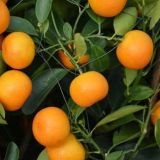 盆栽橘子树怎么养？