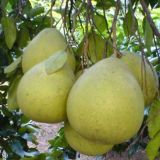 沙田柚种植技术(2)