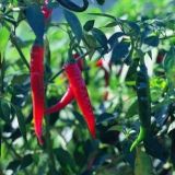 辣椒种子价格及种植方法