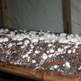 草菇种植技术(2)