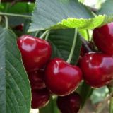 黑珍珠樱桃种植技术(2)