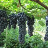 夏黑葡萄的种植技术