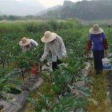 茄子盛夏期追肥注意事项