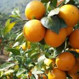 柑橘的病虫害防治技术(2)
