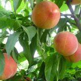 黄桃树苗种植方法(2)