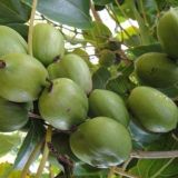 软枣猕猴桃种植技术