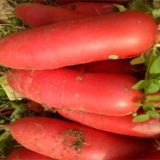 大棚红皮萝卜种植技术