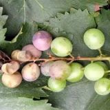 葡萄烂果、软粒的原因和防治方法