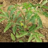西红柿的种植管理技术(2)