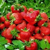 草莓最新无土种植技术