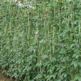 豇豆种植技术(2)