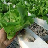 水培蔬菜怎么种植？