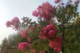 梧州适合养什么花，市花和市树是什么