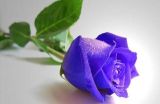 紫玫瑰的花语是什么？