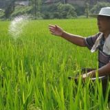 水稻如何进行标准化施肥