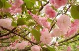 樱花树栽培几年开花？