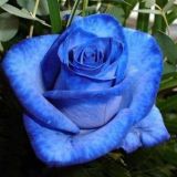 蓝色妖姬的花语是什么？