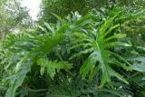 龟背竹的养殖方法(2)