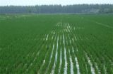 水稻灌溉技术