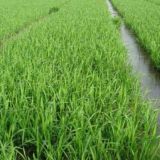 水稻各时期施肥量和施肥方法
