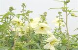 金花葵的栽培技术